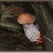 Zalmzwam - Rhodotus palmatus IMG-0286