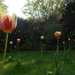 In kikvorsperspectief tulpen in mijn gazon speciaal geplant