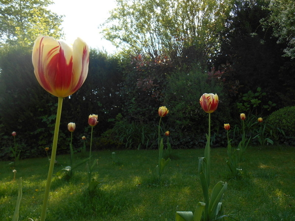 In kikvorsperspectief tulpen in mijn gazon speciaal geplant