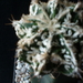 Astro ornatum cv. fukuryu   313