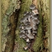 Echte honingzwam - Armillaria mellea (2)