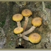 Echte honingzwam - Armillaria mellea (3)