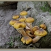 Echte honingzwam - Armillaria mellea (4)