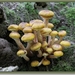 Echte honingzwam - Armillaria mellea (5)