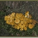 Echte honingzwam - Armillaria mellea