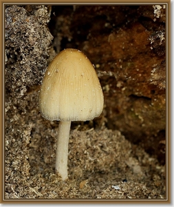 Gewone glimmerinktzwam - Coprinus micaceus
