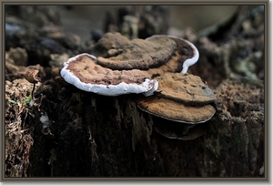 Platte tonderzwam - Ganoderma lipsiense (2)