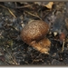 Zwartwordende stuifzwam - Lycoperdon nigrescens