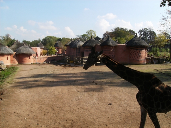 Pairi Daiza Oktober 2014 076