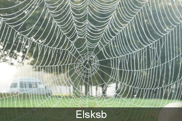 Spinnenweb