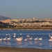 1 Cagliari _flamingos