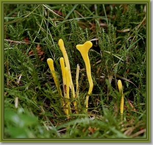 Gele knotszwam - Clavulinopsis helvola (2)