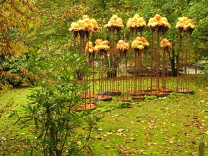 Chrysanten in de Japanse tuin 004