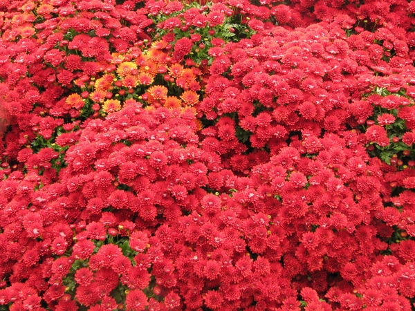 Chrysanten in de Japanse tuin 036