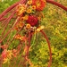 Chrysanten in de Japanse tuin 069