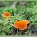 Grote oranje bekerzwam - Aleuria aurantia  (2)