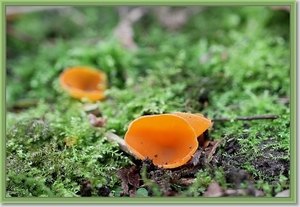 Grote oranje bekerzwam - Aleuria aurantia  (2)