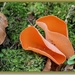 Grote oranje bekerzwam - Aleuria aurantia  (4)
