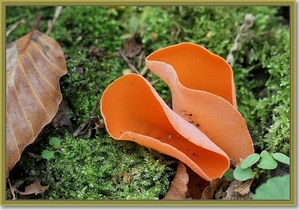 Grote oranje bekerzwam - Aleuria aurantia  (4)
