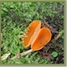 Grote oranje bekerzwam - Aleuria aurantia  (5)