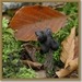 Zwarte kluifzwam - Helvella lacunosa
