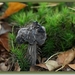 Zwarte kluifzwam - Helvella lacunosa (2)