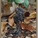Zwarte kluifzwam - Helvella lacunosa (3)