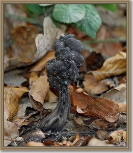 Zwarte kluifzwam - Helvella lacunosa (3)