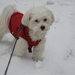 Mijn hondje Pluchke in de sneeuw