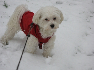 Mijn hondje Pluchke in de sneeuw