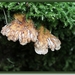 Plooivlieswaaiertje  - Plicaturopsis crispa