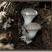 Gewone oesterzwam - Pleurotus ostreatus  (3)