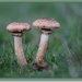 Sombere honingzwam - Armillaria ostoyae (2)