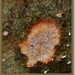 Oranja aderzwam - Phlebia radiata (2)