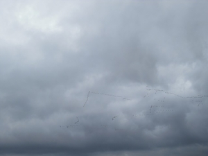123-Vogels vertrekken in zwermen...