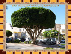 Almeria spanje 8-10-2014  bomen gesnoeid