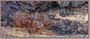 Bruinesuikerzwam - Exidia saccharina (9)