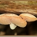 Zalmzwam - Rhodotus palmatus  (1)