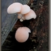 Zalmzwam - Rhodotus palmatus