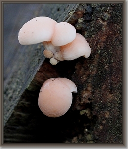 Zalmzwam - Rhodotus palmatus