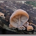 Echt judasoor - Hirneola auricula-judae  (1)