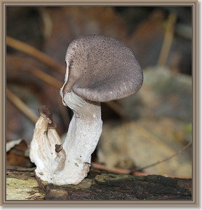 Gewone oesterzwam - Pleurotus ostreatus