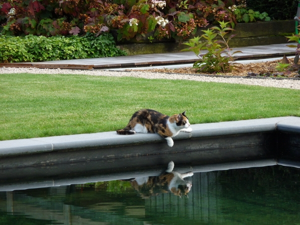 kat, poes, water, tuin