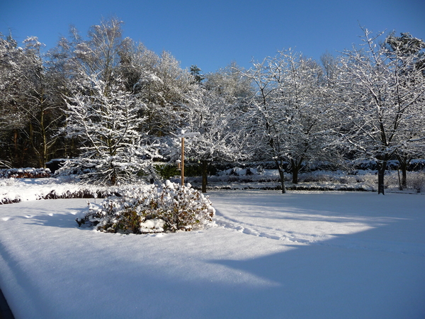 sneeuw, sneeuwtapijt, wit, bomen