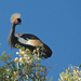 Black Headed Crane   - Zwarte Kroonkraanvogel
