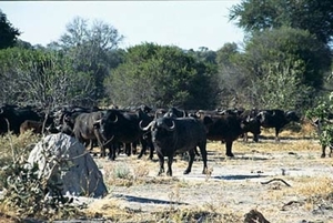afrikaanse buffel