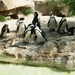 Pinguins in de dierentuin van Berlijn