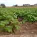 Wandeling Qrendi-Mqabba-Zurrieq- aardappelveld begin maart