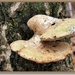 Berkenzwam - Piptoporus betulinus