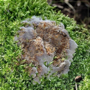 Spekzwoerdzwam - Phlebia tremellosa